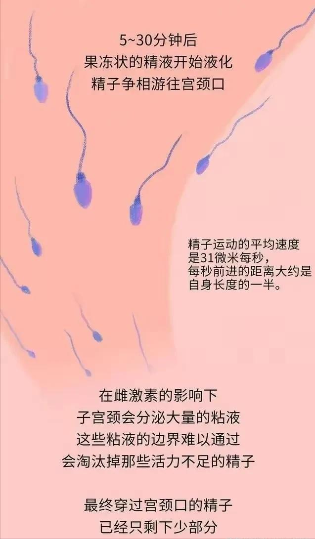 精子在人体24小时经历了什么,精子在人体24个小时都经历了什么