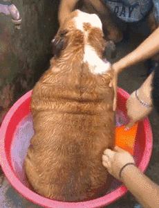 治疗狗狗寄生虫超长版,狗狗有寄生虫怎么治疗