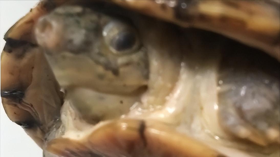 龟应激腐皮如何治疗,乌龟应激是否会腐皮腐甲