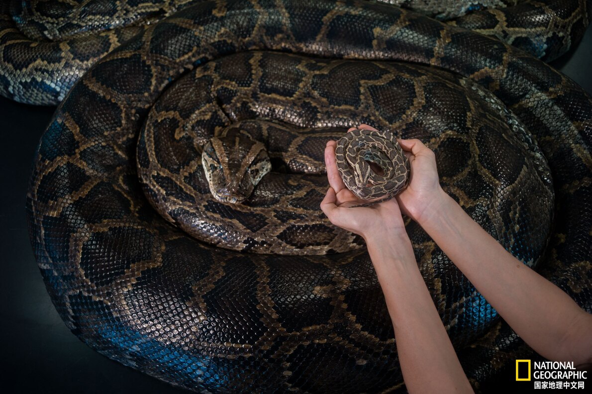 佛罗里达发现有史以来最大的蟒蛇,世界上已发现的最大蟒蛇难得一见
