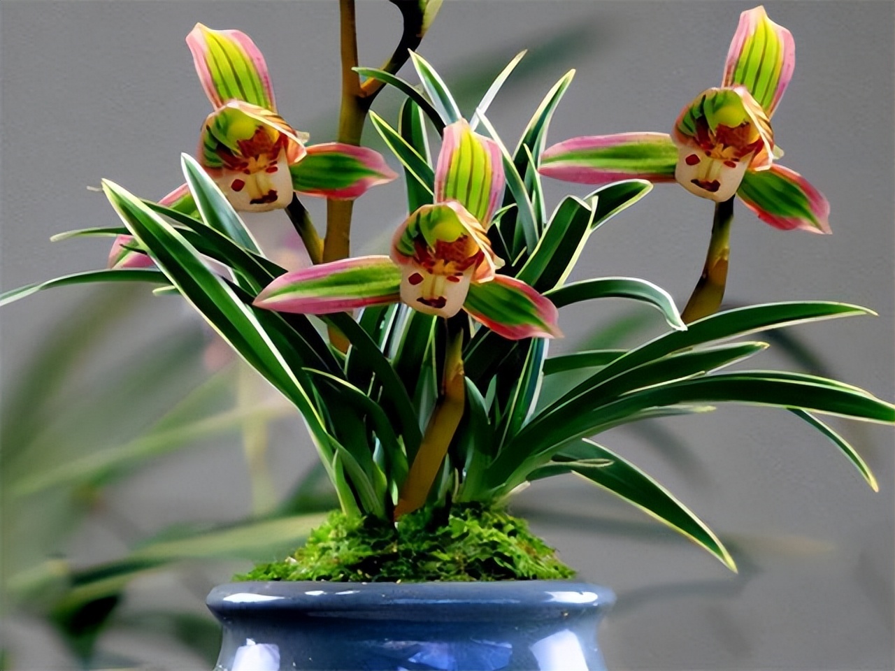 为什么兰花受这么多人吹捧,兰花为什么这么受欢迎