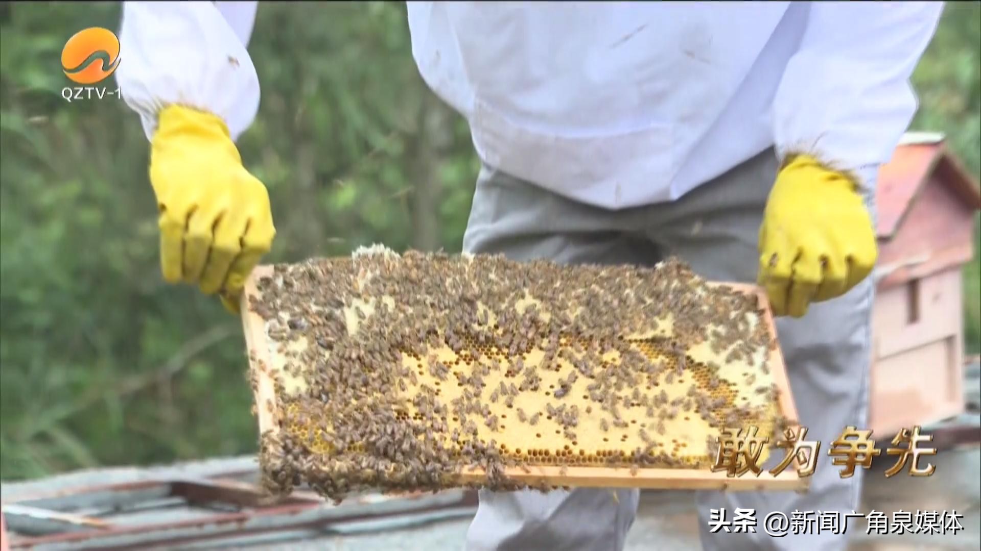 永春蜂蜜节,福建永春蜂蜜节
