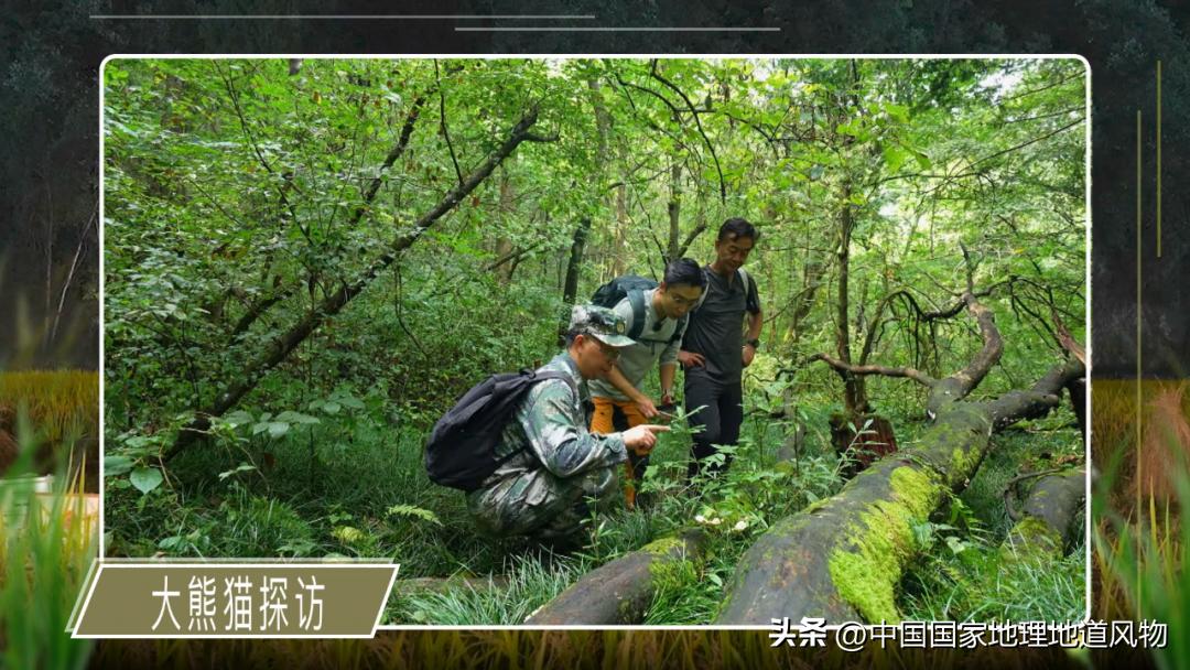 涓浗绉﹀箔绁炵鐗╃,鍙戠幇鐝嶇█鐗╃涓浗绉﹀箔