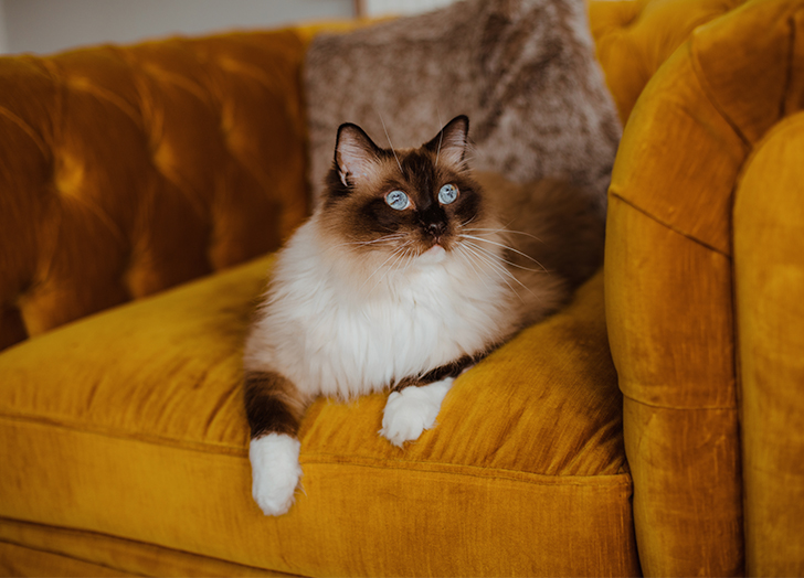 适合焦虑症养的狗,焦虑患者适合什么狗