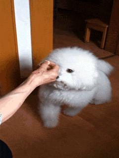 养泰迪还是比熊犬好养,养比熊犬好还是养泰迪犬好