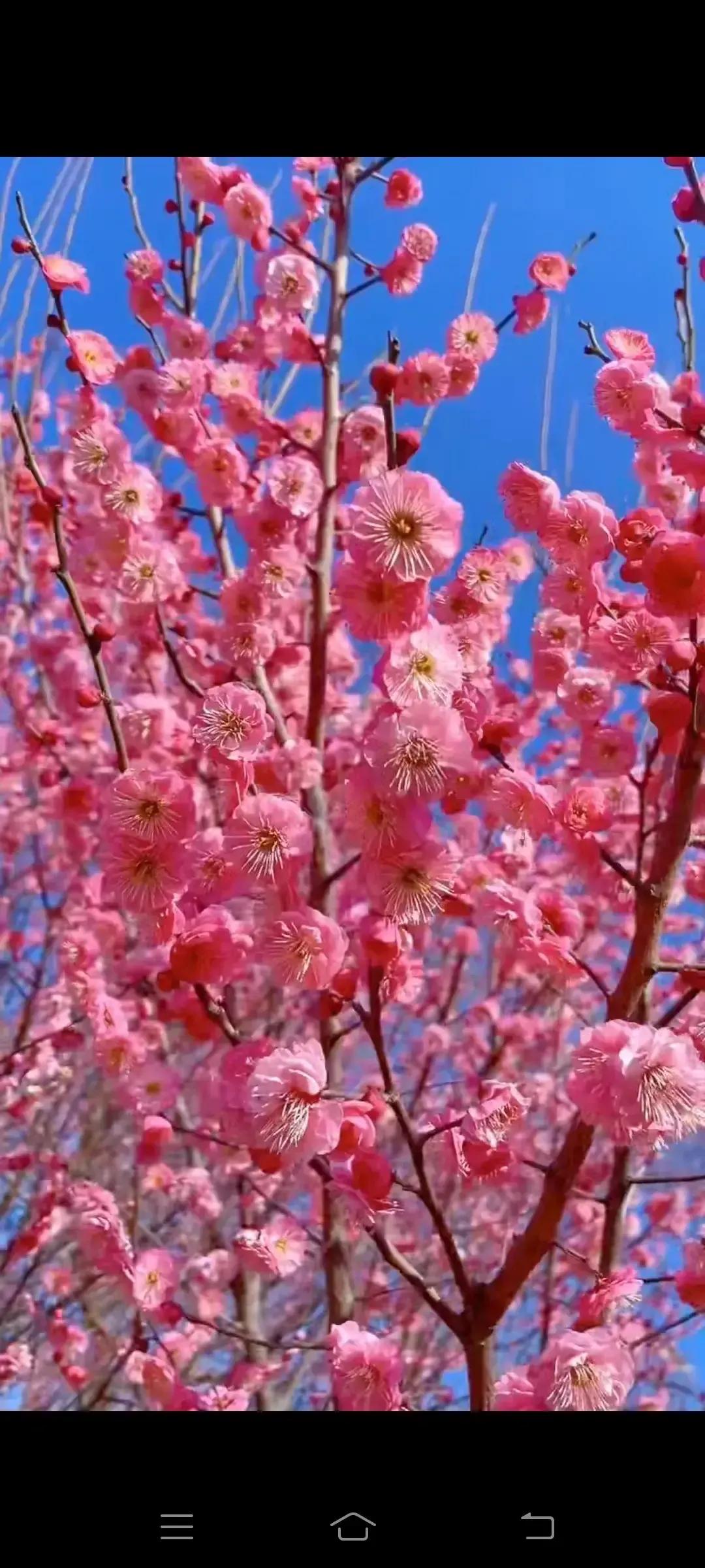 2023年农历是什么年癸卯年,2023年农历癸卯年是金兔年吗