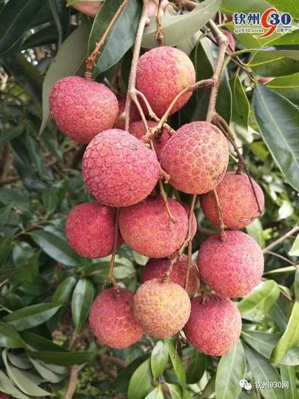 2020年灵山荔枝采摘地点,广西灵山荔枝现摘现吃