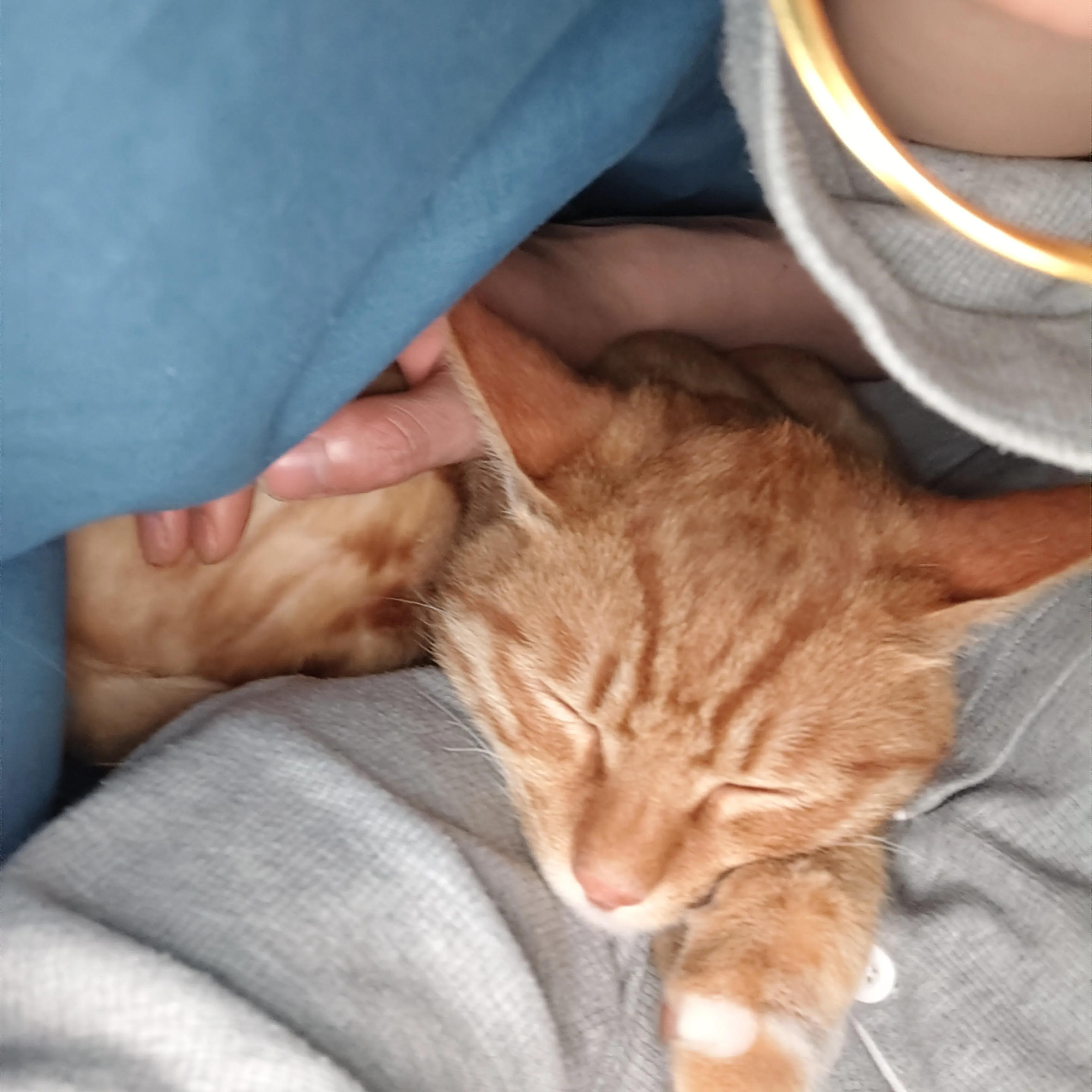 养了一年多的猫不见了，找到后能听懂人话