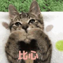 新手常见的害猫行为,看似爱猫实测害猫的五个行为