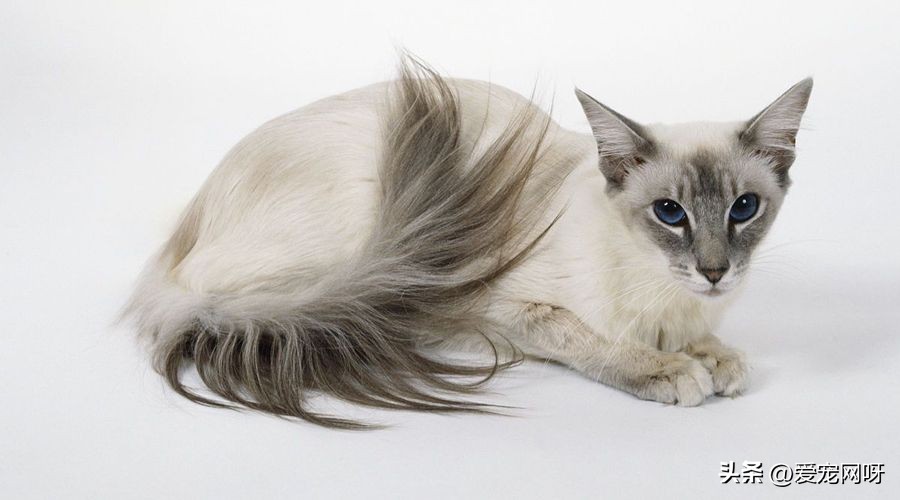 玳瑁猫咪是什么品种,猫咪品种大全及图片