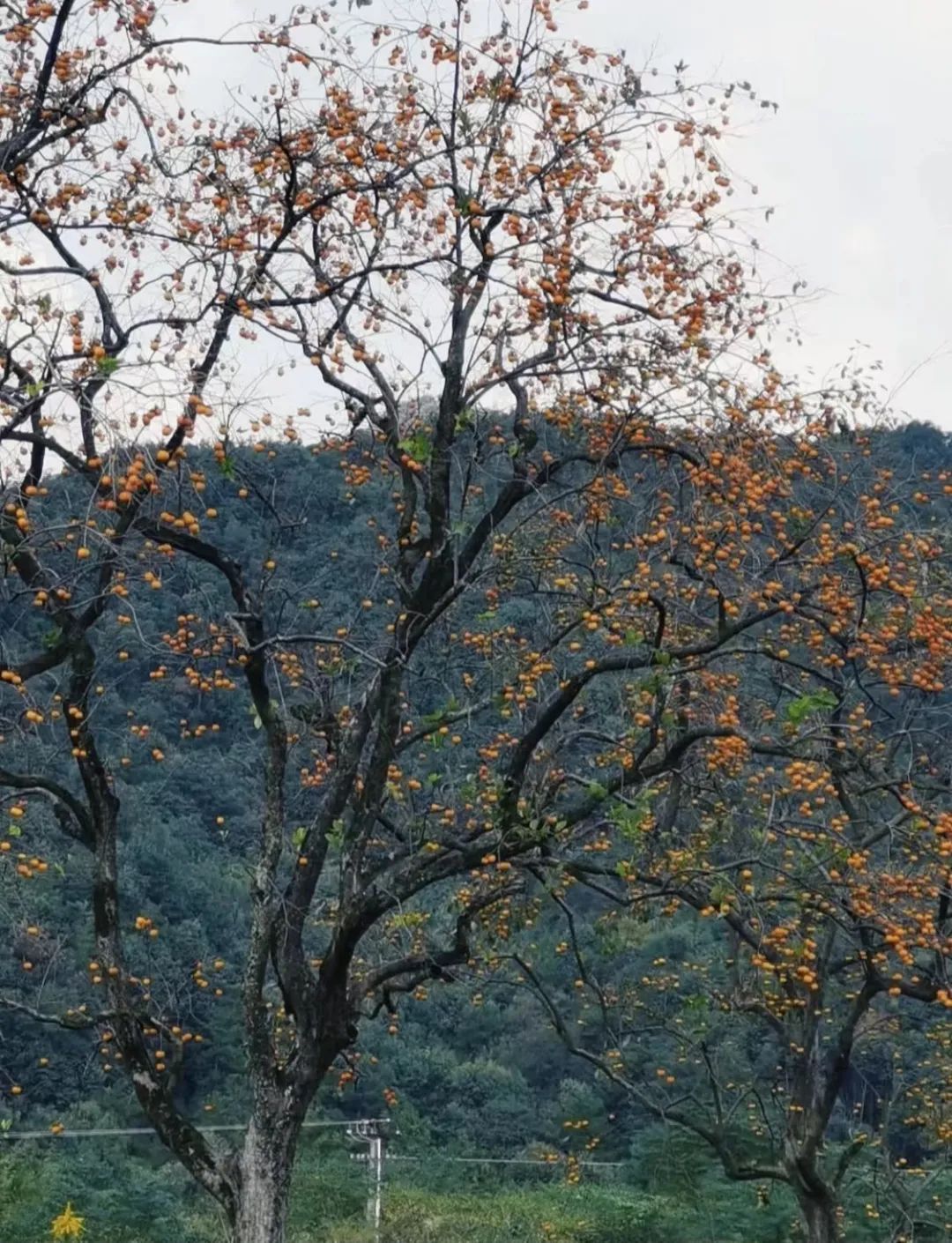 鹿泉免费摘柿子的绝佳去处,鹿泉段庄摘柿子