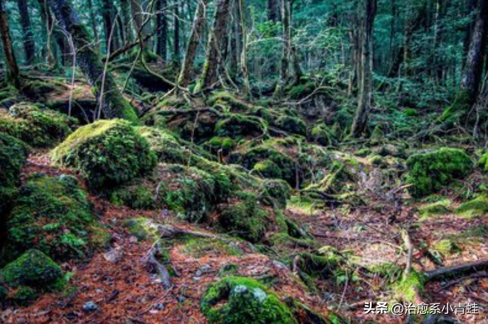 日本自杀森林究竟隐藏着什么秘密?为何如此诡异