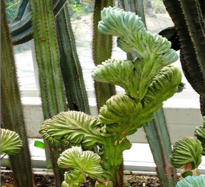 28种不同类型的仙人掌植物,多种品种仙人掌如何栽种