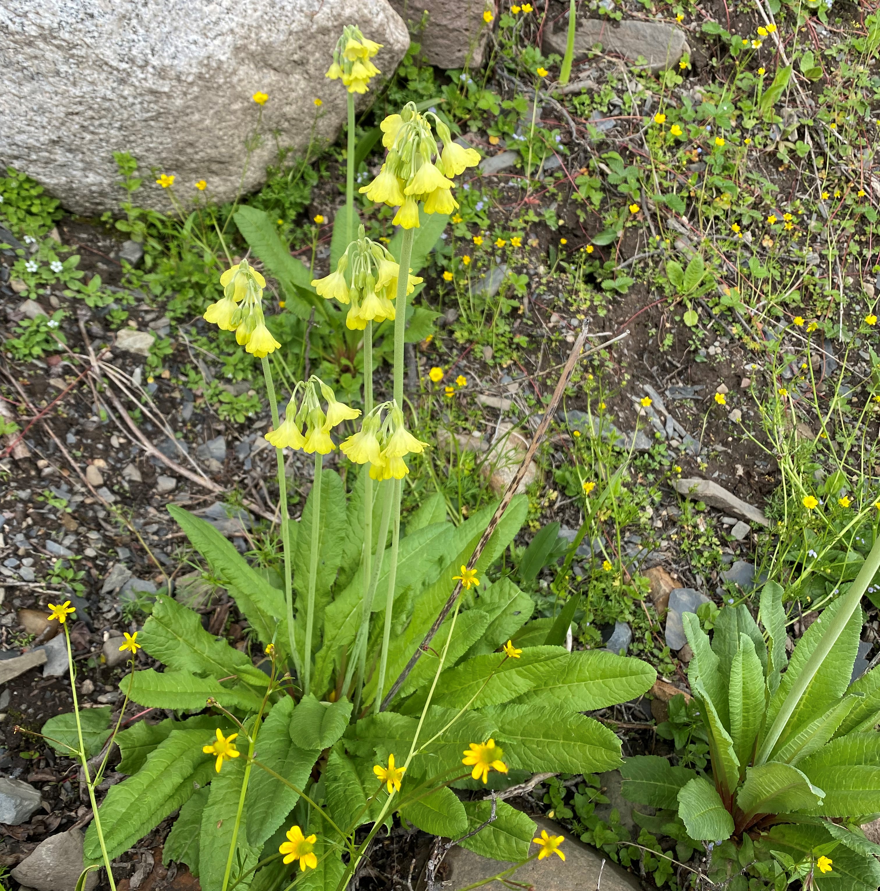 理塘格聂神山怎么走,理塘格聂神山故事