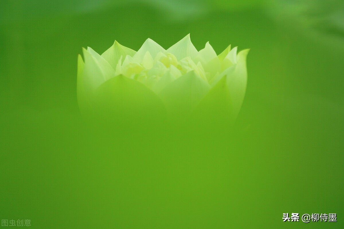 怎么拍出水墨意境摄影,怎样拍好荷花人像摄影