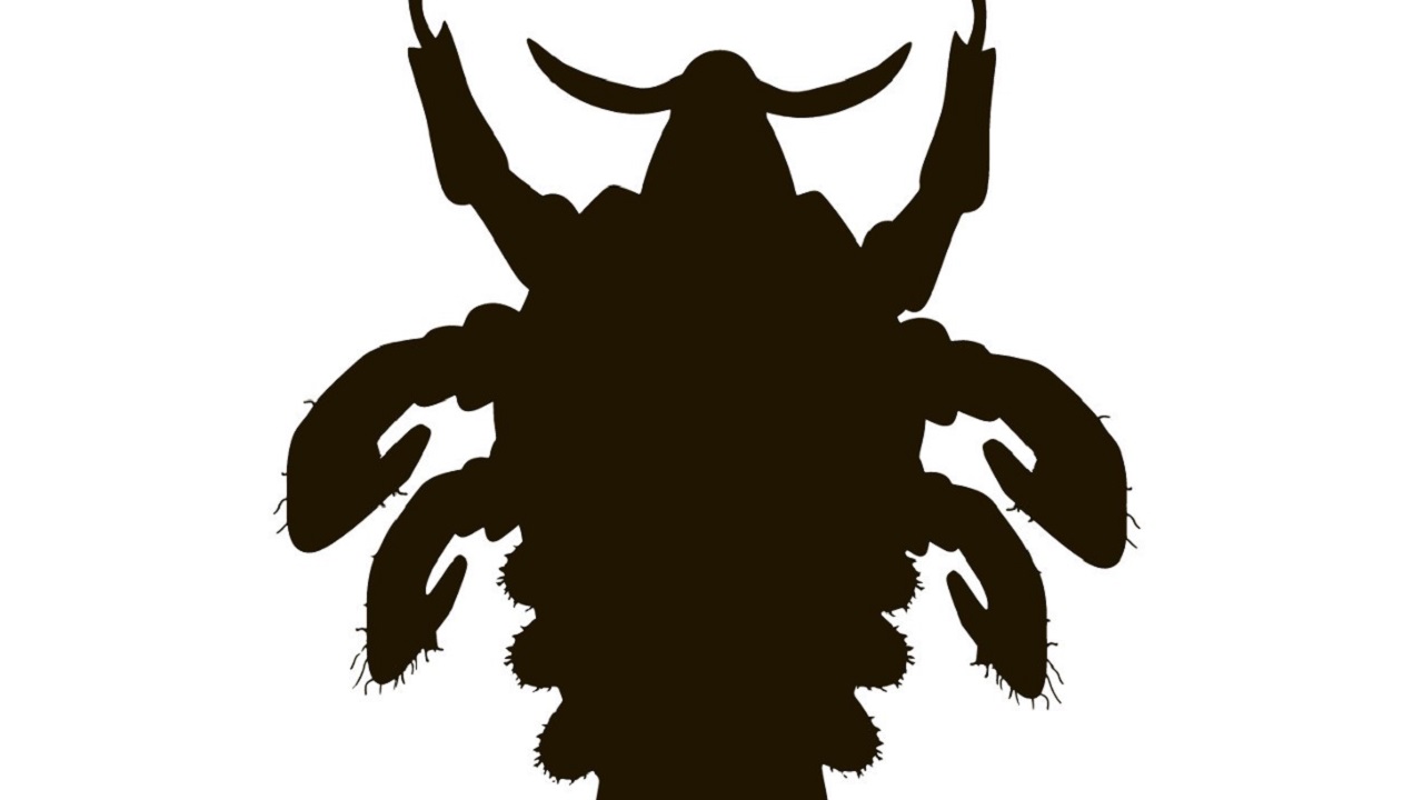 你知道：难以启齿的“阴虱病”，到底是什么吗？它是怎么传播的呢