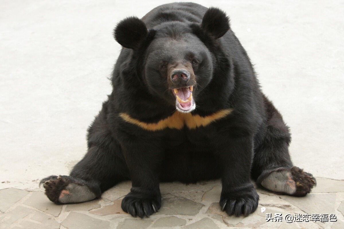 大黑熊伤人,黑熊是怎么伤人的
