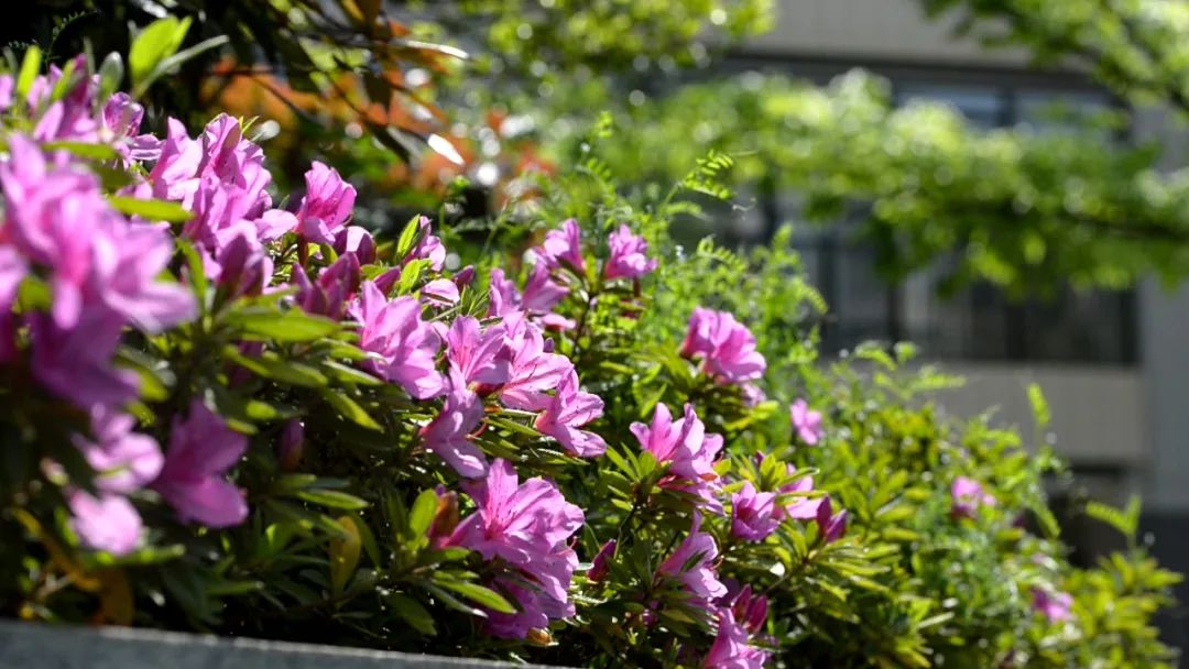 南京燕子矶中学特色,南京燕子矶中学在南京市排名