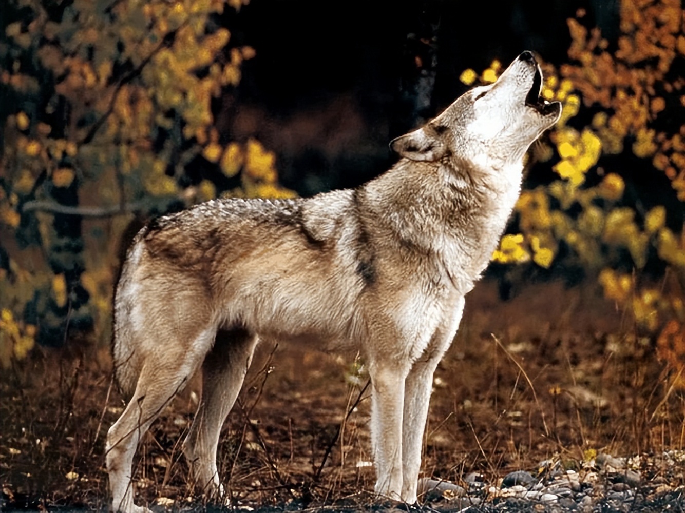 草原狼群杀马群,草原狼群杀人案