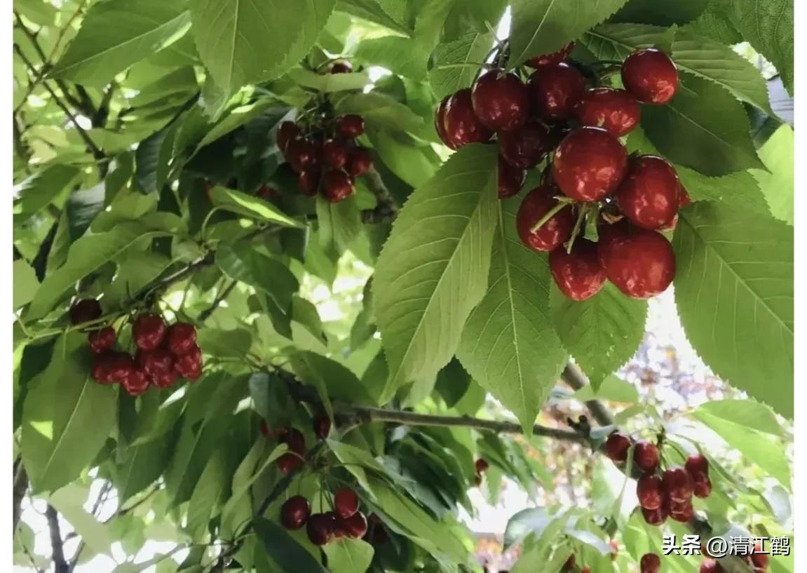 樱桃好吃树难栽完整故事,樱桃好吃树难栽家常版完整版