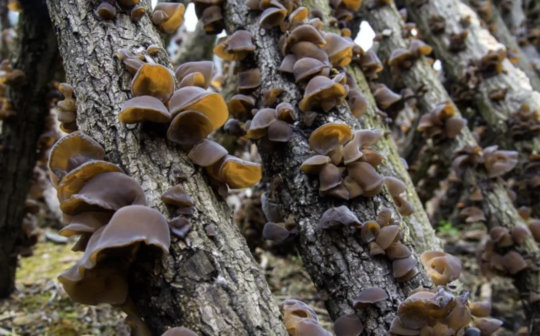 到四川广元有什么特产买,返程带回来的老家特产