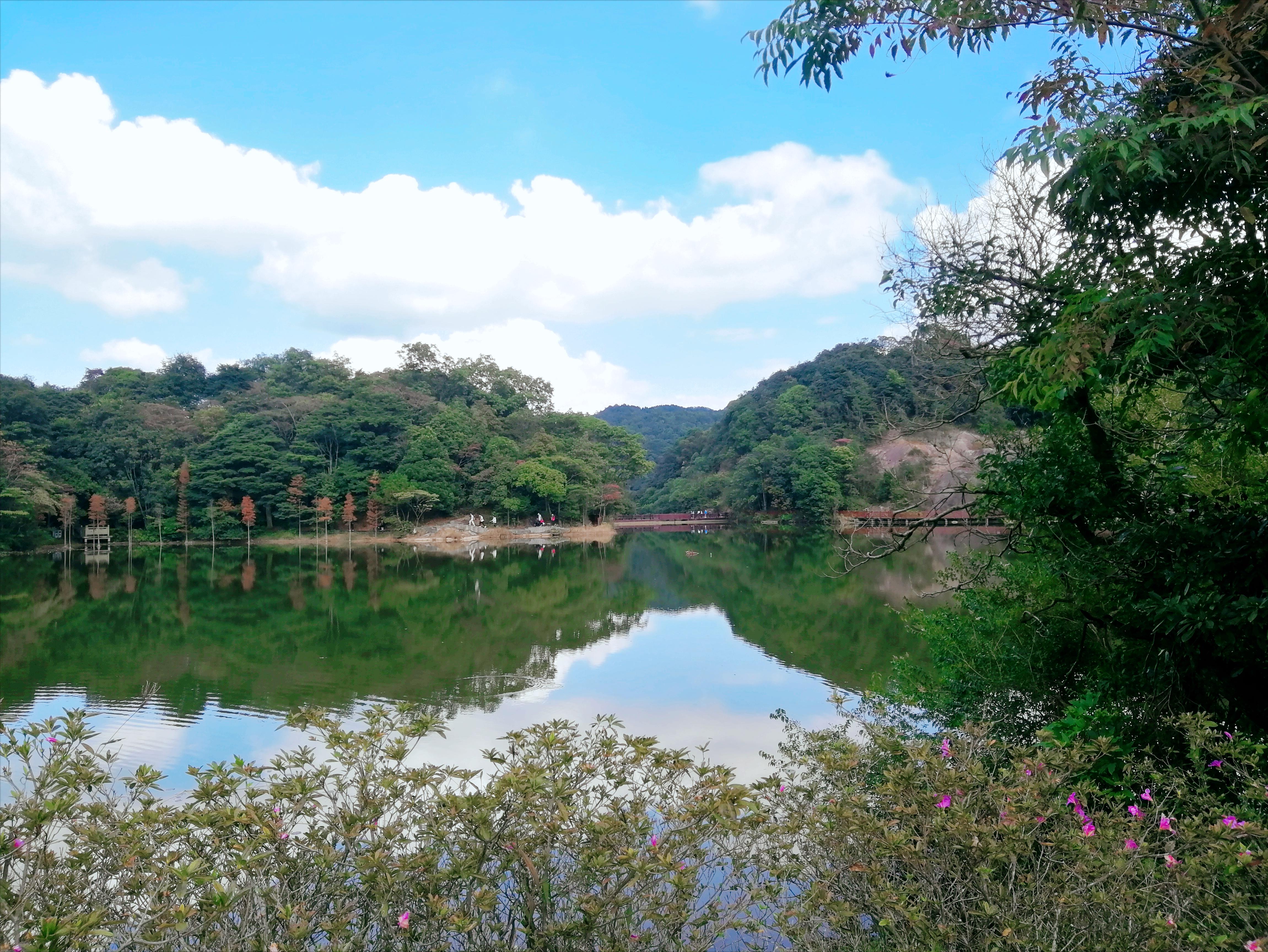 石门森林公园樱花谷交通线路,从化石门公园枫叶
