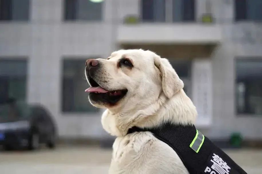 功勋犬天狼,功勋犬挑战不可能