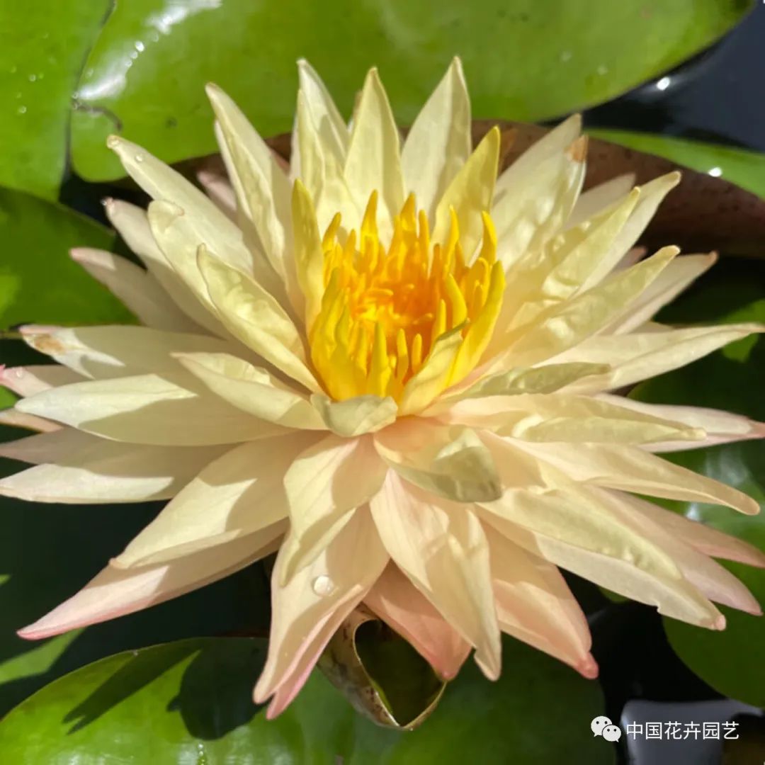 00后培育3个睡莲新品种获国际认证,睡莲热门品种