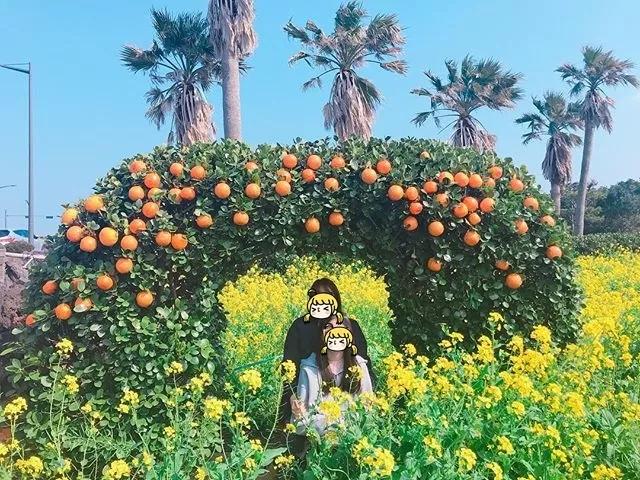 韩国花田美景图,韩国最美花海