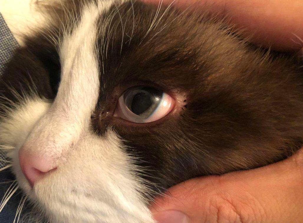 猫咪白内障可以打消炎针吗,猫咪白内障图片大全