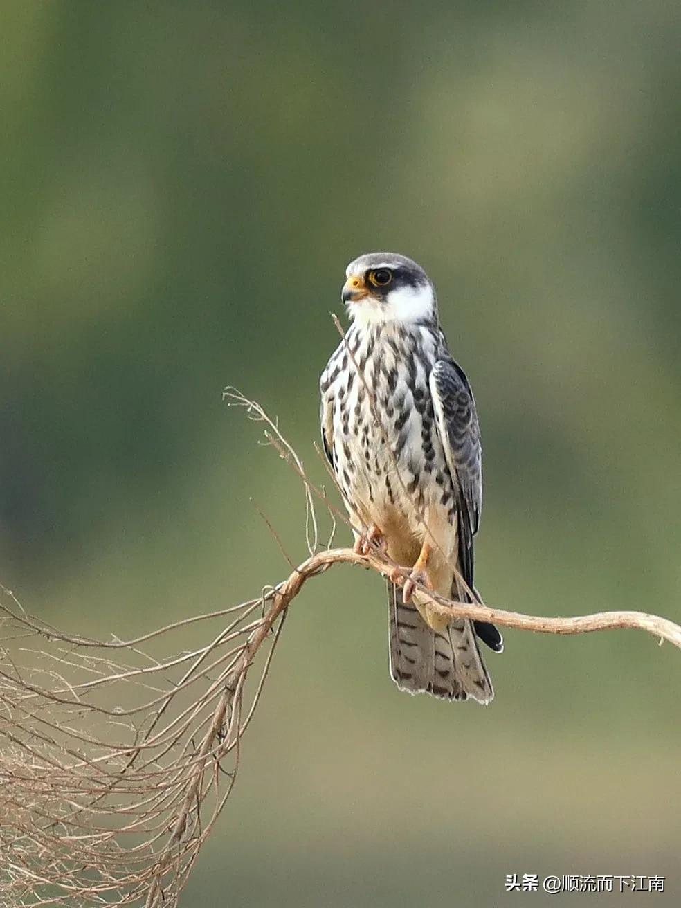 红脚隼叫声,红脚隼