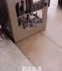 动图搞笑,搞笑动图平时笑不出来却忍不住