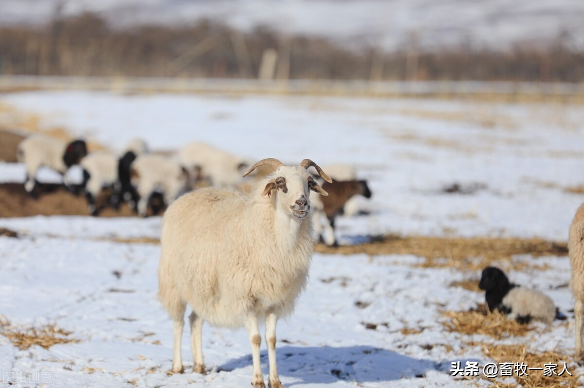 羊下颌水肿用什么药,绵羊下颌水肿怎么回事