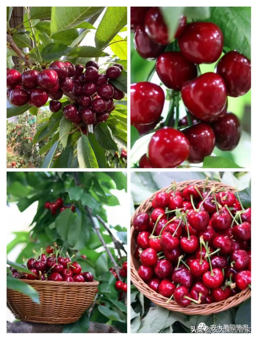 优质果树苗木品种介绍,最好的新品种苹果苗木