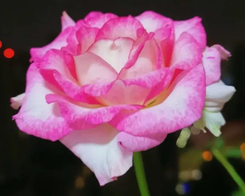 在头条创作4天的心路历程,头条创作注意事项