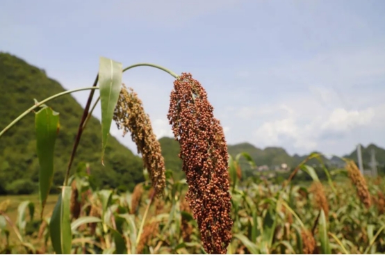 年龄越大酒量越差怎么回事,酒量越喝越差怎么调整
