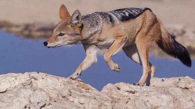蜜獾平头哥它的天敌是谁,蜜獾平头哥最大的天敌