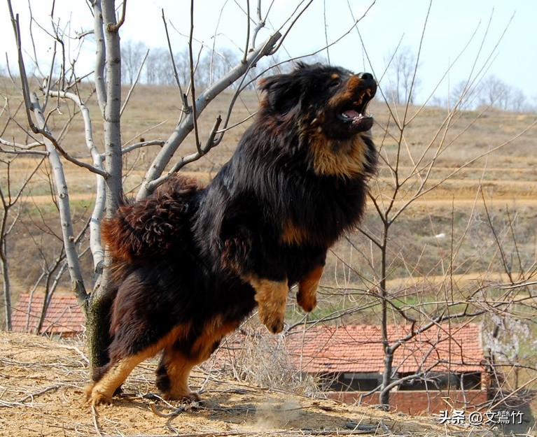 两夫妻走到西藏无人区碰见狼群,真正古老的纯种藏獒