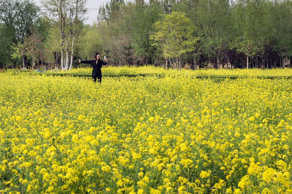 清明节的习俗有哪些200字,清明节的习俗有哪些作文