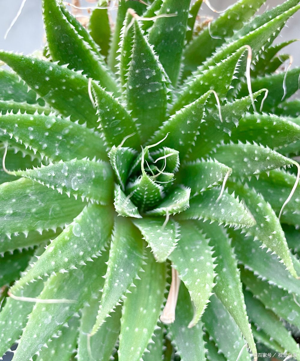 装修后的新房怎么去除甲醛最有效,装修过的新房如何去除甲醛