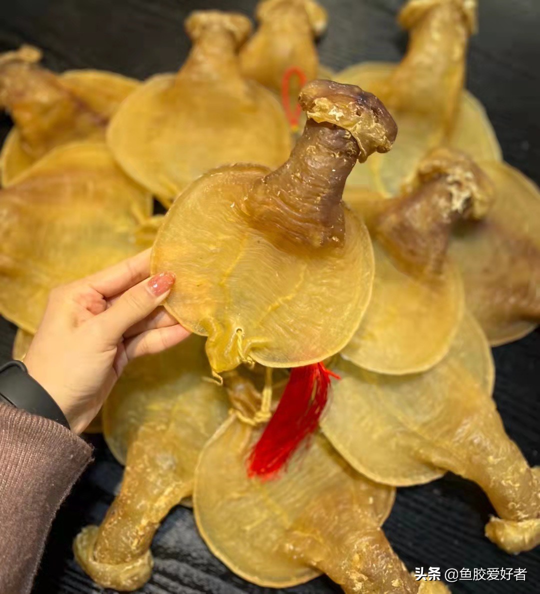 购买鱼胶之前这些常识你必须看看,鱼胶正确的选择方法是什么