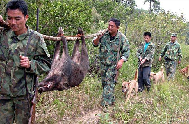 中国“野猪患”四起，数量突破120万头，为何打野猪成赔本买卖？