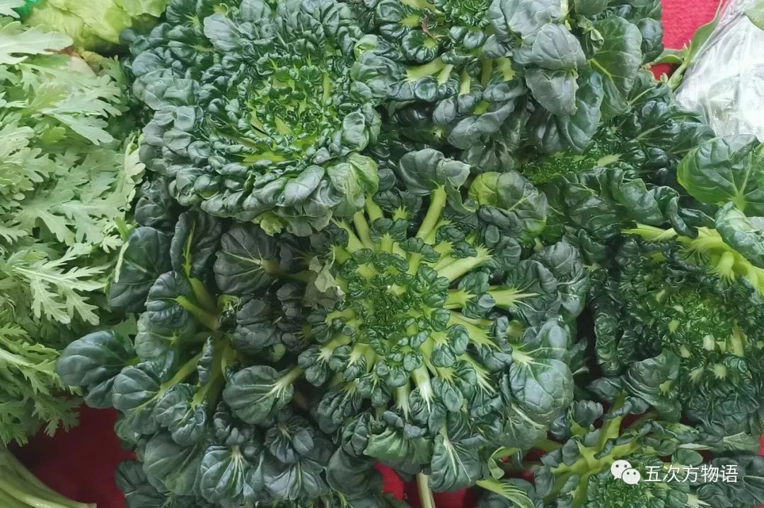 中国白菜种子,中国白菜最有名