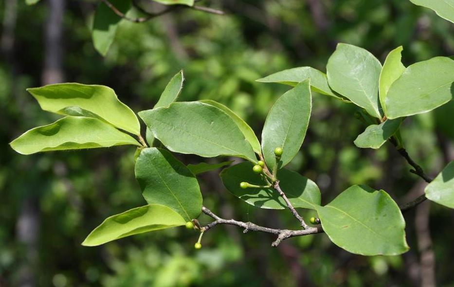 胡椒全身是宝吗,山胡椒全身都是宝