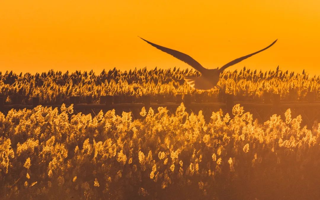 全世界仅存三处！一年只美21天！这场“黄金盛宴”，只因它而起