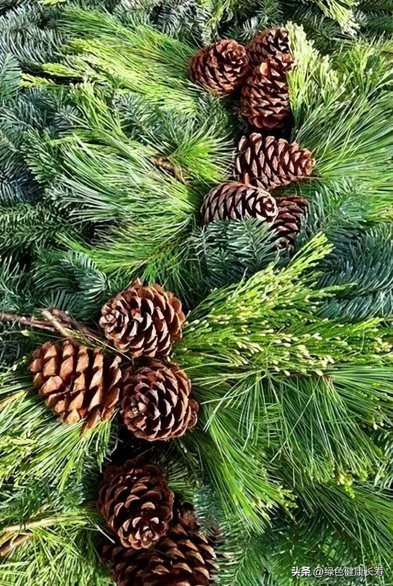 最漂亮的松树开花图片,哪种松树开花好看