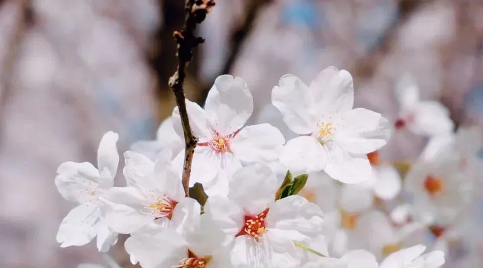 日本100个最佳樱花景点,日本十大樱花景点