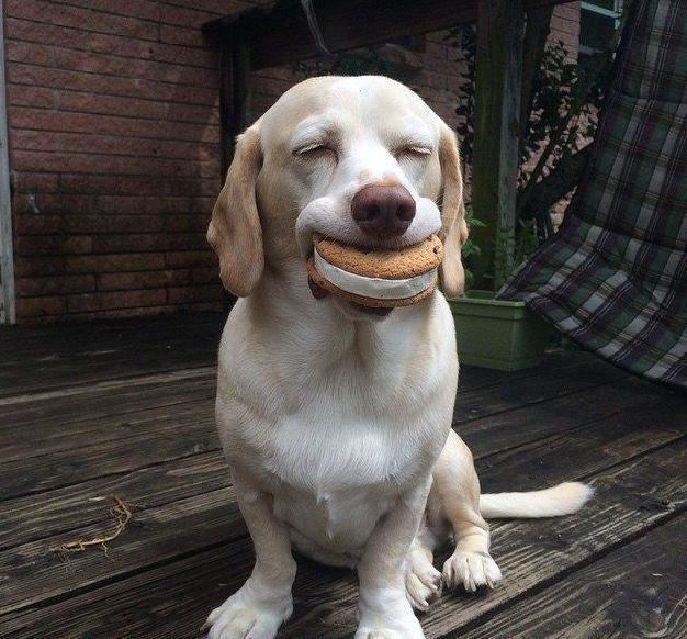 拉布拉多的优点和缺点是什么,拉布拉多和金毛的优点和缺点