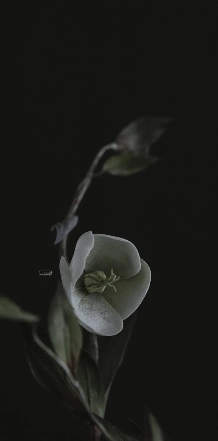 花朵黑白手绘图,黑白图片花朵