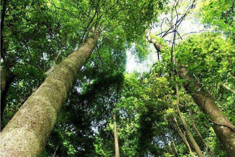 一棵树价值十亿,金丝楠木是最贵的树木吗